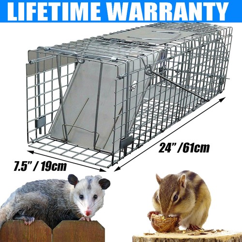 Squirrel trap humane - no, kill