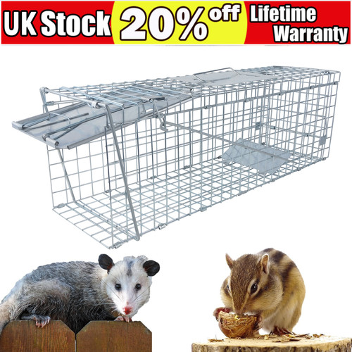 Rat trap squirrel mouse - squirrel, animal