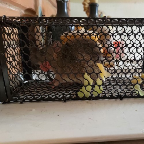 Squirrel trap humane - 2x,