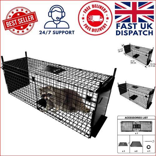 Comfortable live animal - live,
