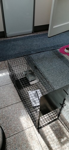 Humane animal trap - humane,