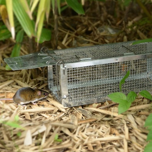 Metal squirrel trap humane - metal,