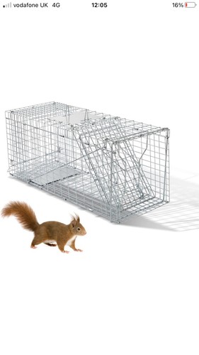 Humane animal trap kittens - humane,