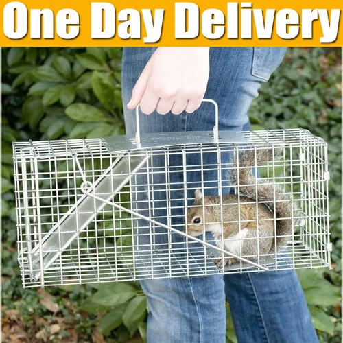 Live animal cage trap rabbit - live,