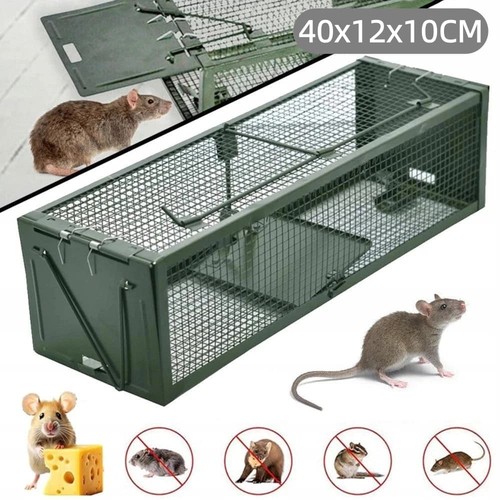 Live animal cage trap rat - animal,